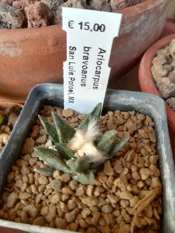 Ariocarpus_bravoanus.jpg